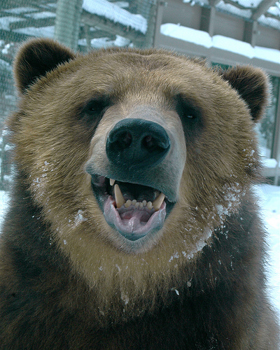 bear